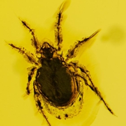 Arachnida Acarina Mite 4