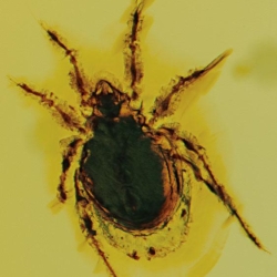 Arachnida Acarina Mite 5