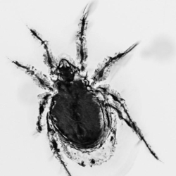 Arachnida Acarina Mite 7