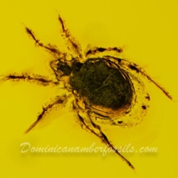 Arachnida Acarina Mite