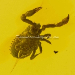 Arachnida Live Like Pseudoscorpion 11