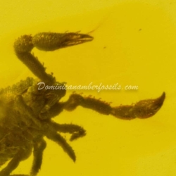 Arachnida Live Like Pseudoscorpion 12