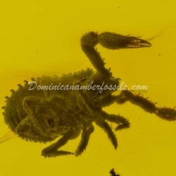 Arachnida Live Like Pseudoscorpion 6