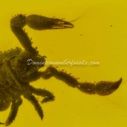 Arachnida Live Like Pseudoscorpion 7