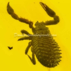 Arachnida Live Like Pseudoscorpion 8