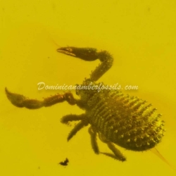 Arachnida Live Like Pseudoscorpion 9