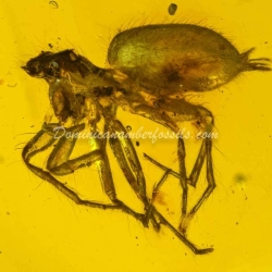 Arachnida Salticidae Spider 7