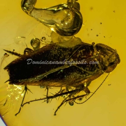 Arthropoda Pendant Dominican Amber 12