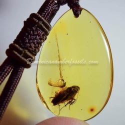 Arthropoda Pendant Dominican Amber 2