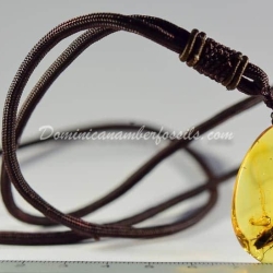 Arthropoda Pendant Dominican Amber 5