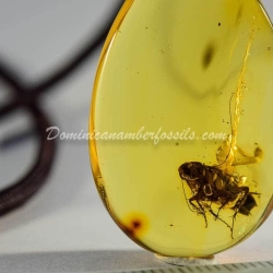 Arthropoda Pendant Dominican Amber 6