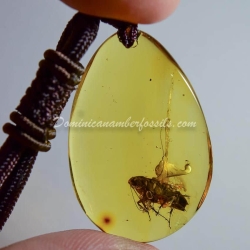 Arthropoda Pendant Dominican Amber