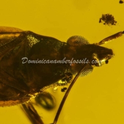 Assassin Bug Hemiptera Fossil Inclusion 8