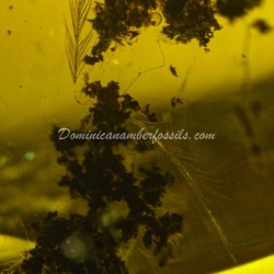 Authentic Feather Fossil On Dominican Amber 10