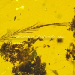 Authentic Feather Fossil On Dominican Amber 13