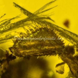 Authentic Feather Fossil On Dominican Amber 2