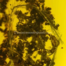 Authentic Feather Fossil On Dominican Amber 7