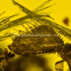 Authentic Feather Fossil On Dominican Amber