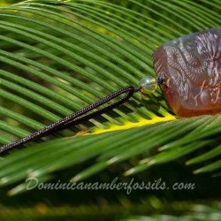 BAP1182 Burmese Amber Pendant 8