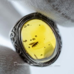BAP1189 Psyllidae Ring Surface 2