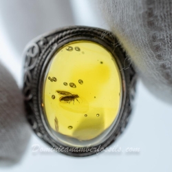 BAP1189 Psyllidae Ring Surface 3