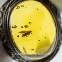 BAP1189 Psyllidae Ring Surface 4
