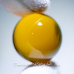 BAP1194 Bead 26.5mm   10.4g 11
