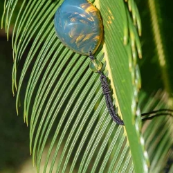 BAP1208 Blue  Green Amber Pendant 7