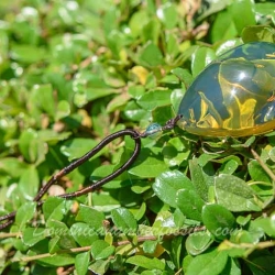 BAP1209 Green  Blue Amber Pendant 12