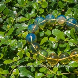 BAP970 Dominican Amber Bracelet Blue And Green 11