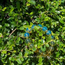 BAP970 Dominican Amber Bracelet Blue And Green 12