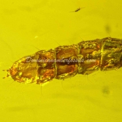 Beetle Larva 10