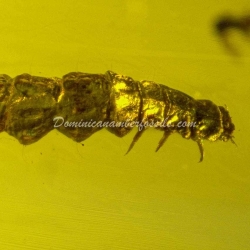 Beetle Larva 11