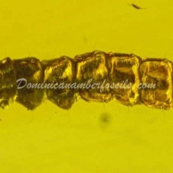 Beetle Larva 12