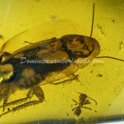 Blattodea Laying Ootheca 10