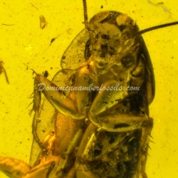 Blattodea Laying Ootheca 11