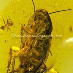 Blattodea Laying Ootheca 12