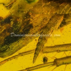 Blattodea Laying Ootheca 2