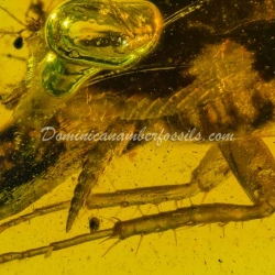 Blattodea Laying Ootheca 3