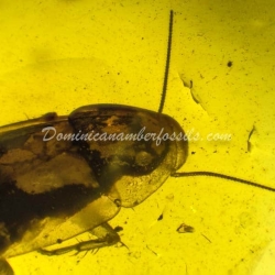 Blattodea Laying Ootheca 8