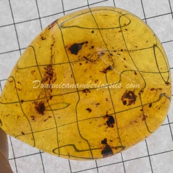 Blue Amber Pendant Authentic Dominican Amber