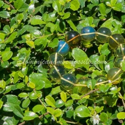 Blue And Green Amber Bracelet 3