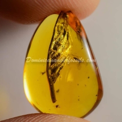 Botanical Inclusion Dominican Amber Fossil 2