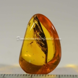 Botanical Inclusion Dominican Amber Fossil 4