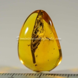 Botanical Inclusion Dominican Amber Fossil 5