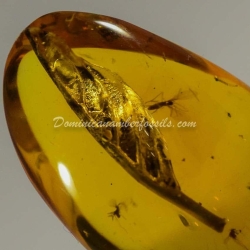 Botanical Inclusion Dominican Amber Fossil 7