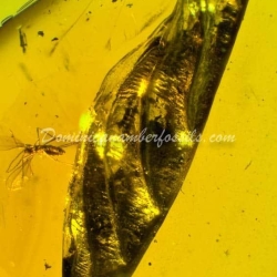 Botanical Inclusion Dominican Amber Fossil 8