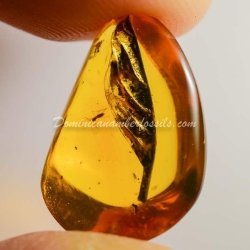 Botanical Inclusion Dominican Amber Fossil