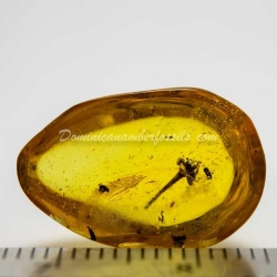 Botanical Inclusion Flower On Dominican Amber 10