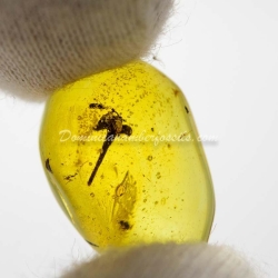 Botanical Inclusion Flower On Dominican Amber 11